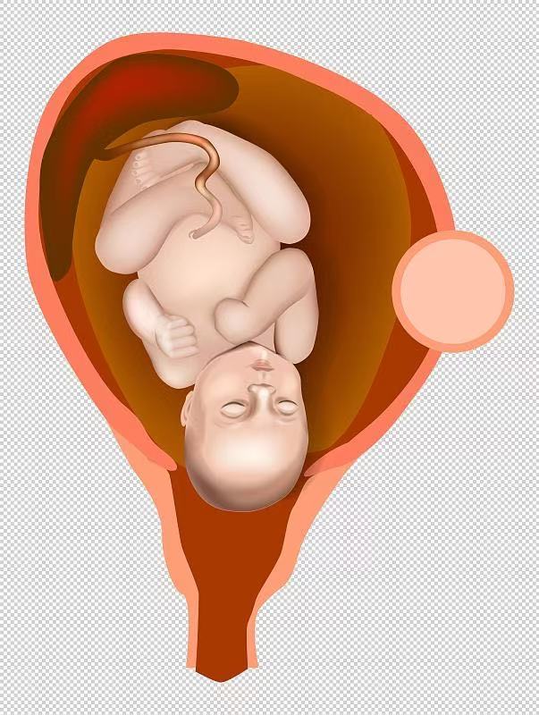 胚胎里的寶寶都在干嘛？