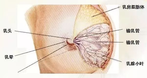 為什么會(huì)出現(xiàn)乳汁瘀積？